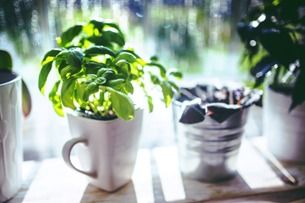 Pěstování bylinek: s těmito tipy vám to půjde samo!